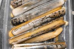 Anna-Schwertmuscheln-bei-Zubereitung