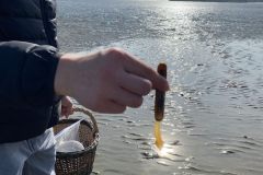 Binic-frisch-gefischte-Schwertmuschel